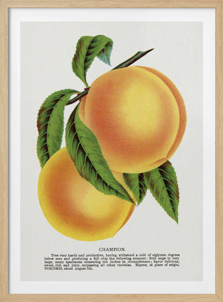 Champion Plum Lithograph | Poster