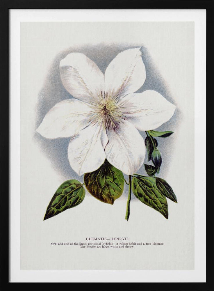 Clematis-Blumen-Lithografie | Poster