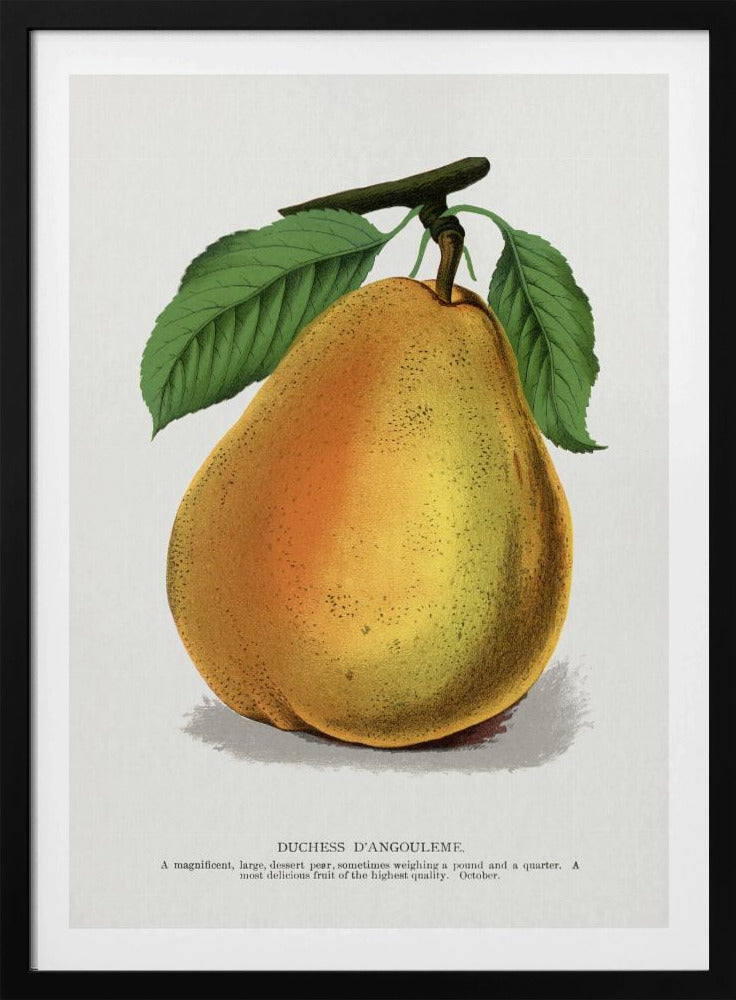 Herzogin D'angouleme Birnenlithographie | Poster