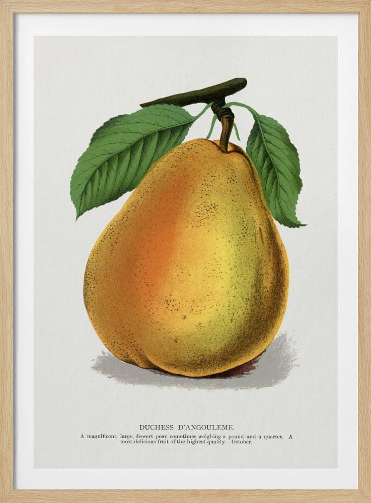 Herzogin D'angouleme Birnenlithographie | Poster
