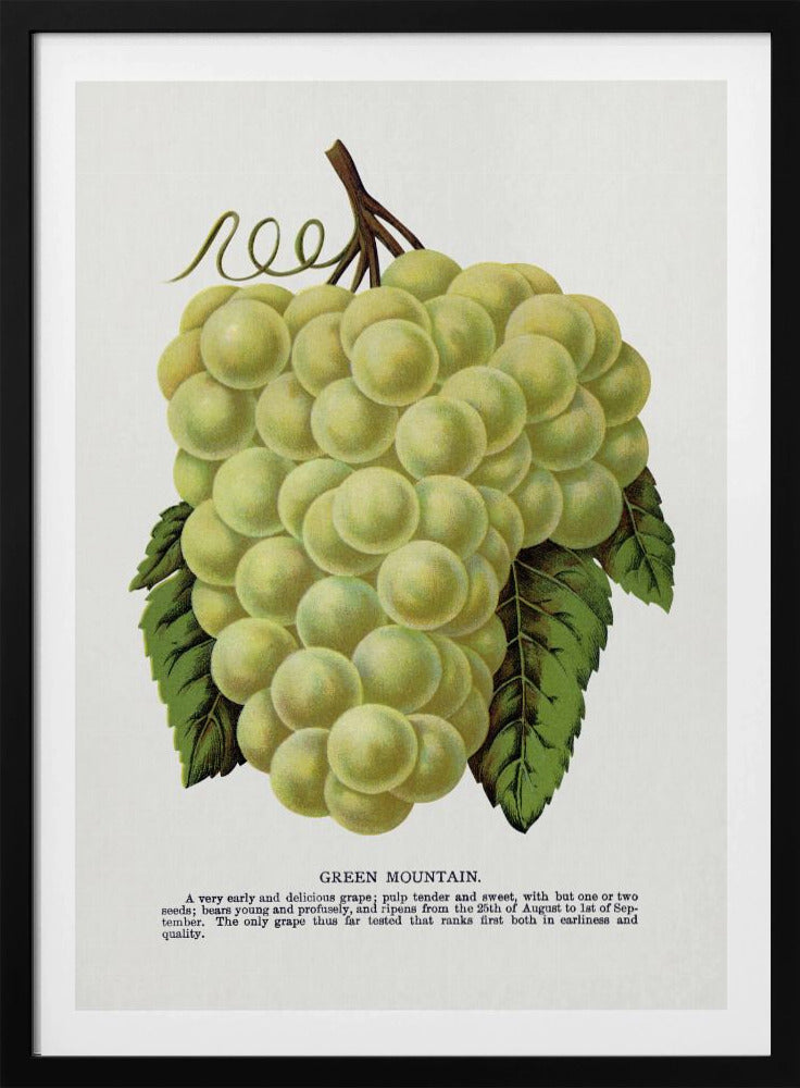 Lithografie „Grüne Bergtraube“ | Poster