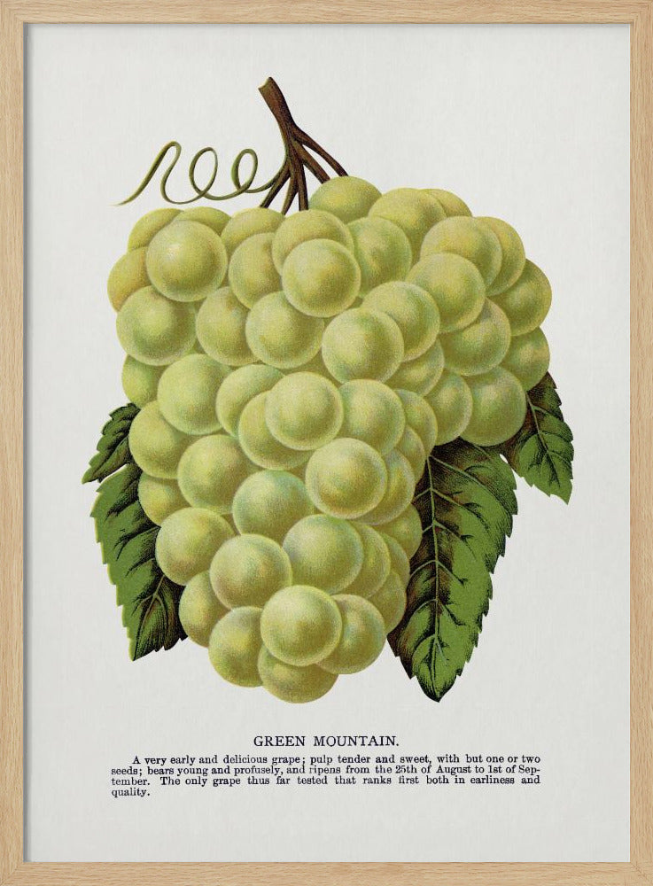 Lithografie „Grüne Bergtraube“ | Poster