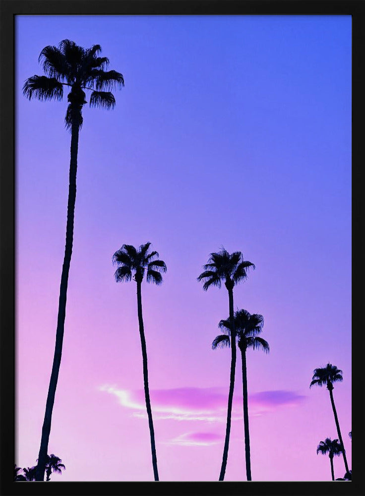 Palmen-Sonnenuntergang | Poster