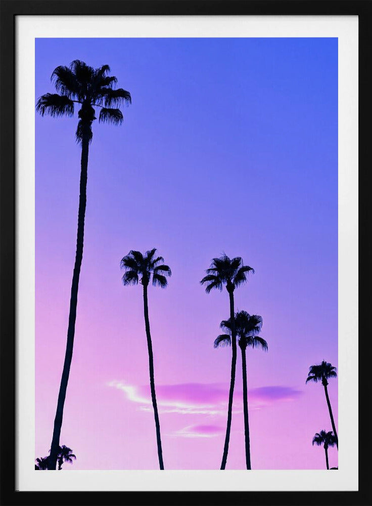 Palmen-Sonnenuntergang | Poster