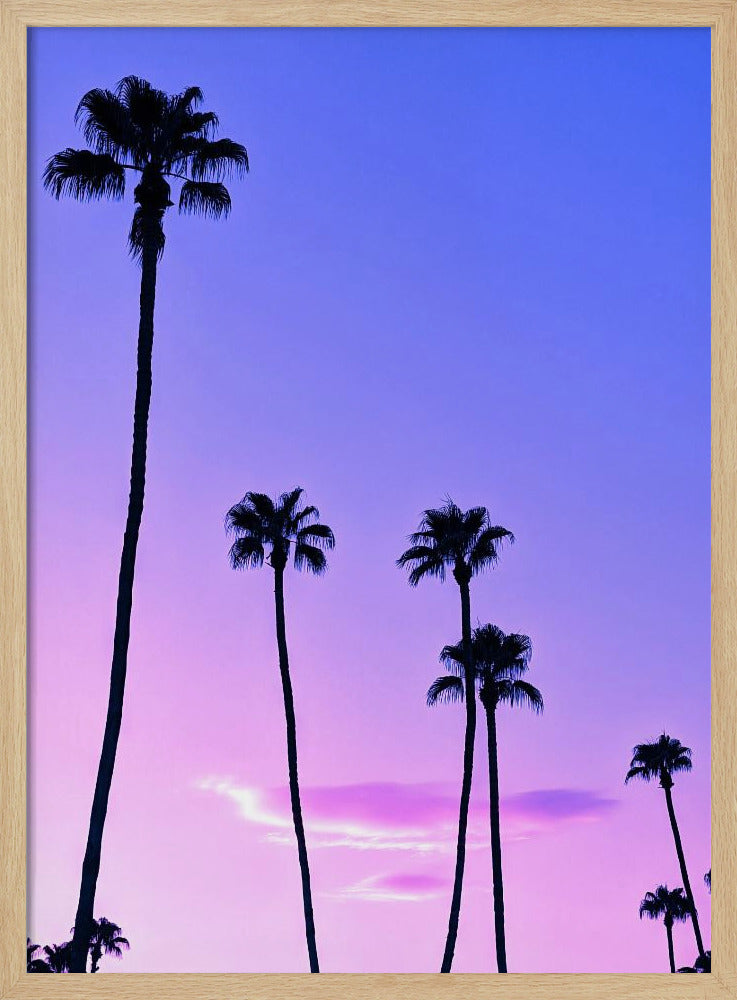 Palmen-Sonnenuntergang | Poster