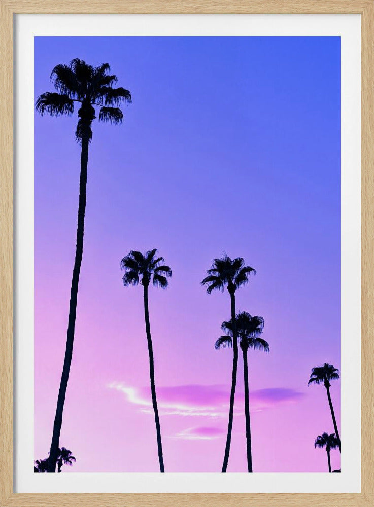 Palmen-Sonnenuntergang | Poster