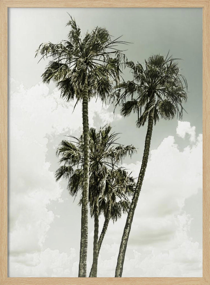 Palmen und Himmel | Vintage | Poster