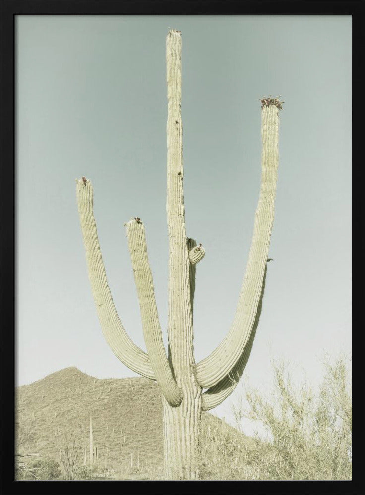 Saguaro Nationalpark Poster