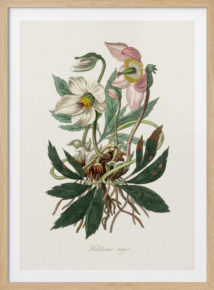 Christrose (Helleborus Niger) Medizinische Botanik | Poster