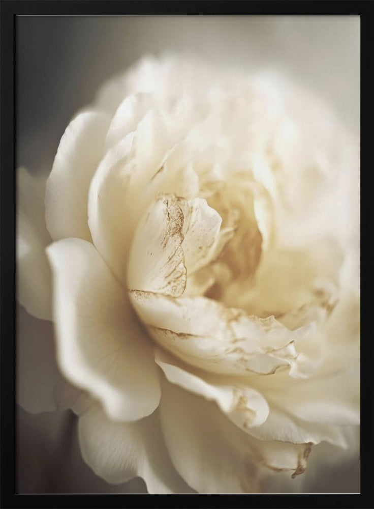 Ätherische Blüte | Poster