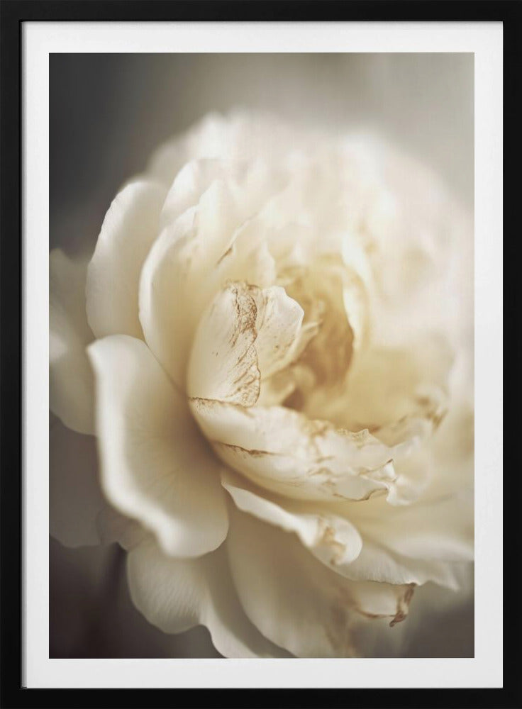 Ätherische Blüte | Poster
