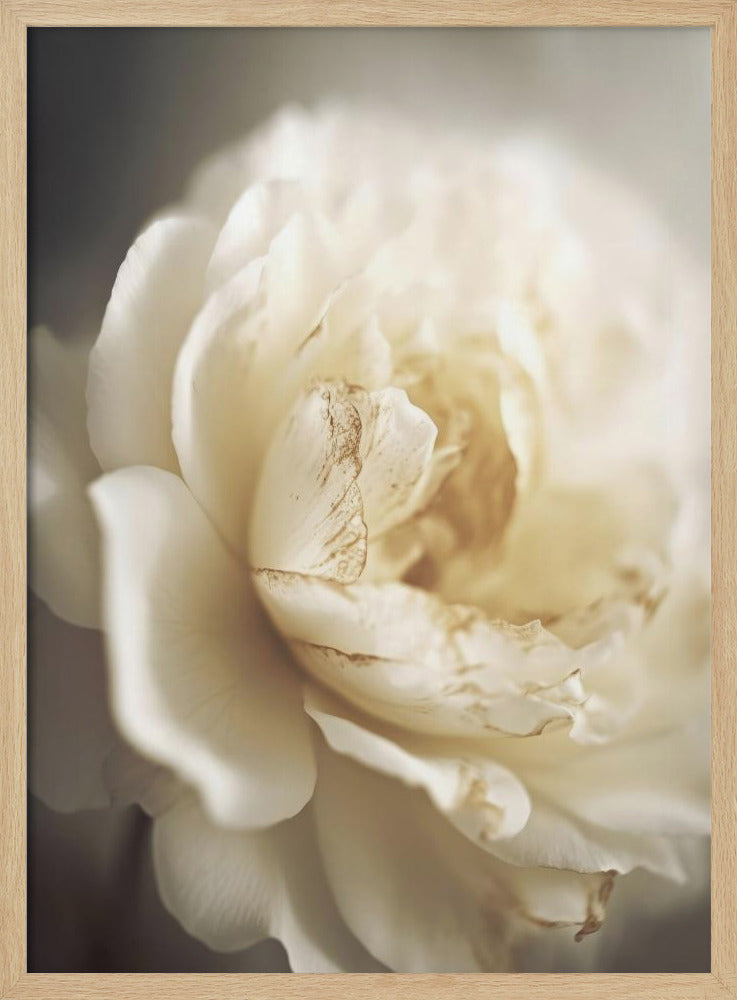 Ätherische Blüte | Poster