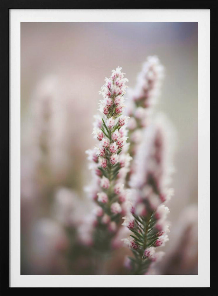 Flüstern der Heide | Poster