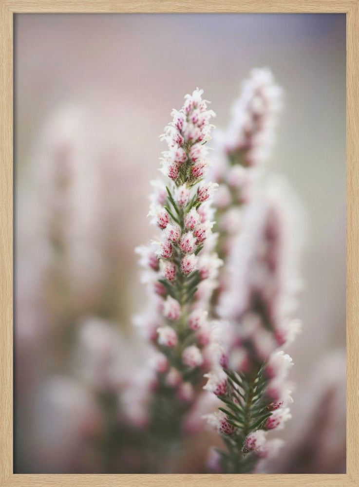 Flüstern der Heide | Poster