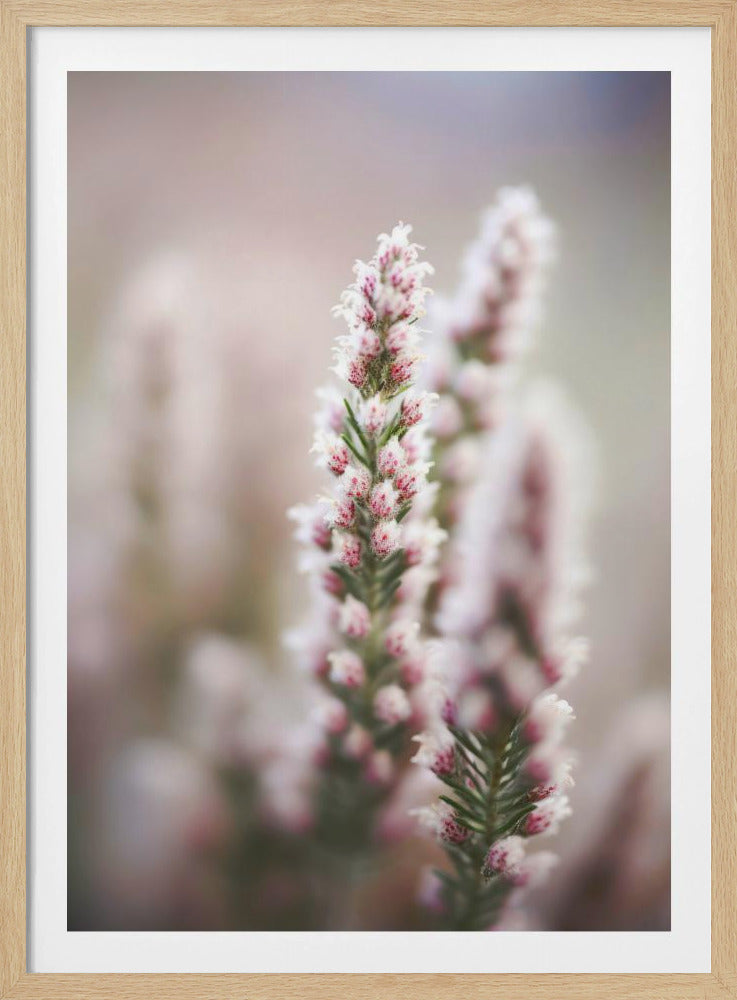 Flüstern der Heide | Poster
