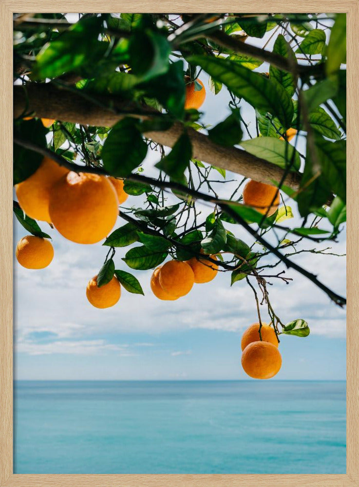 Orangen an der Amalfiküste IV | Poster