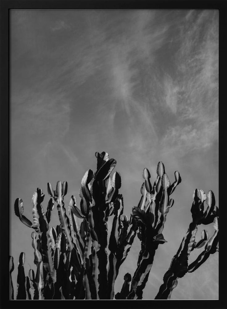 Monochromer Kaktushimmel | Poster