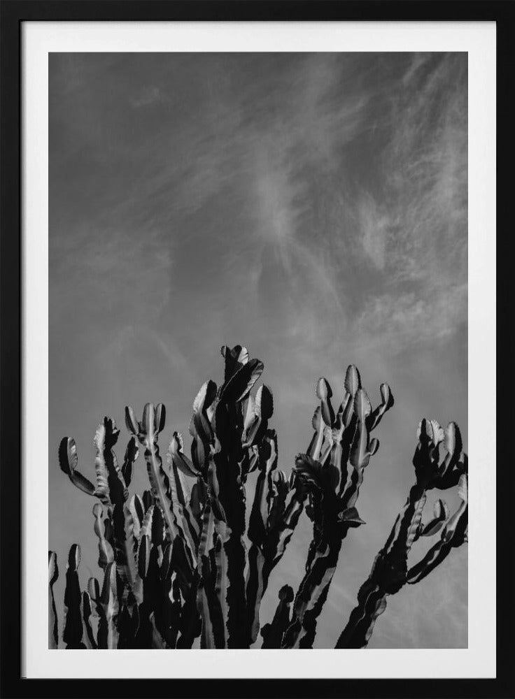 Monochromer Kaktushimmel | Poster