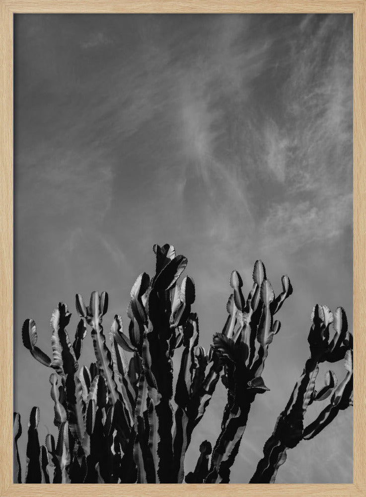 Monochromer Kaktushimmel | Poster