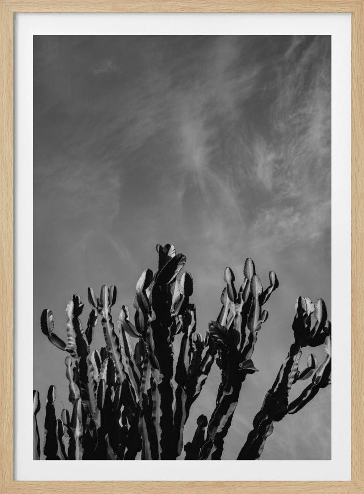 Monochromer Kaktushimmel | Poster