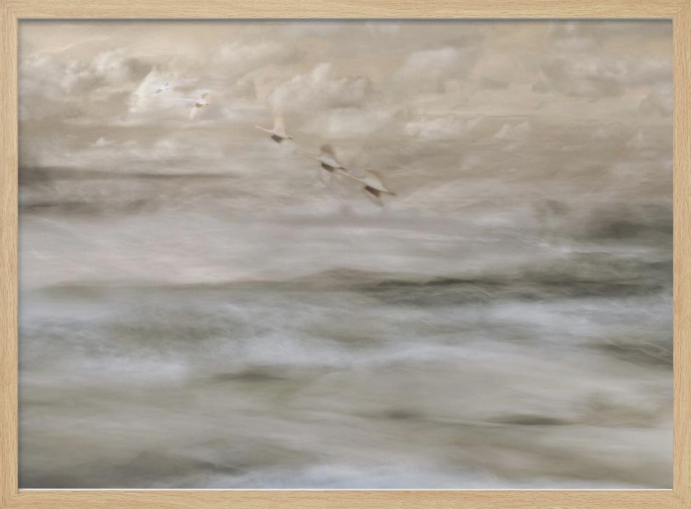 Schwäne über dem Meer | Poster