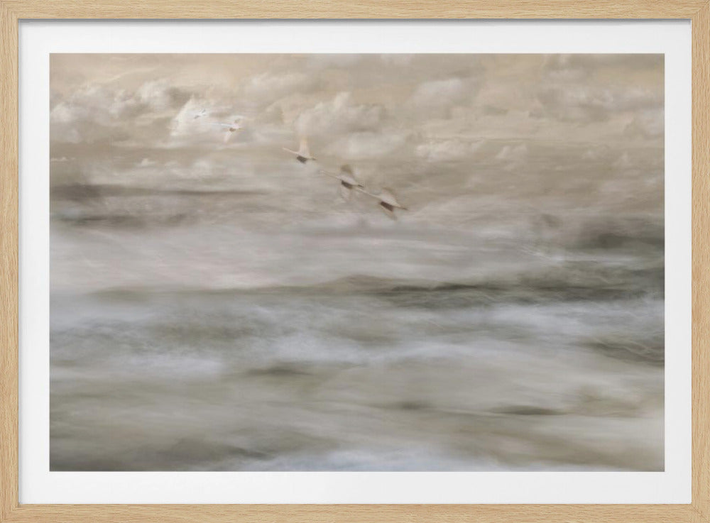 Schwäne über dem Meer | Poster