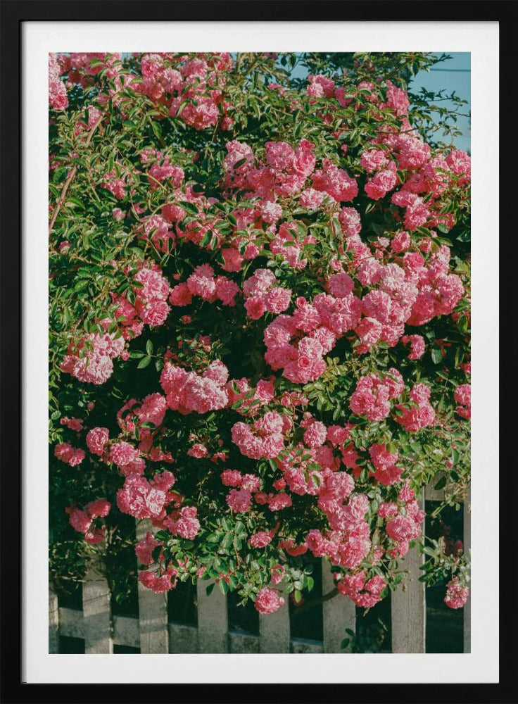 Cannon Beach Blüten | Poster