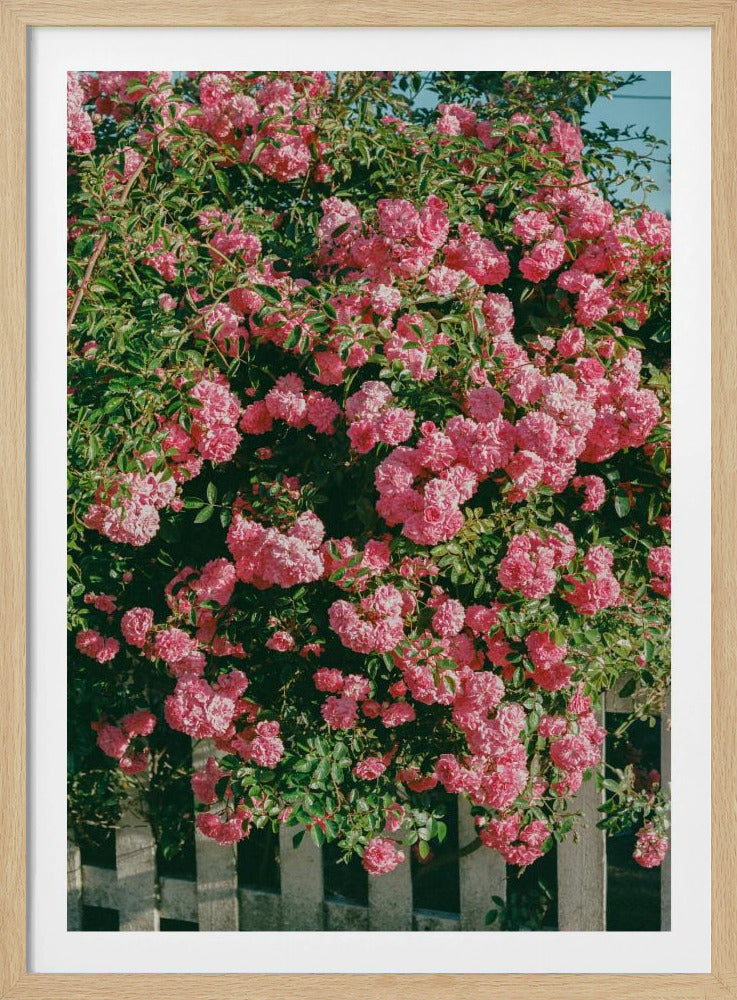 Cannon Beach Blüten | Poster