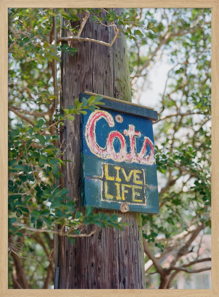 New Orleans Katzen | Poster