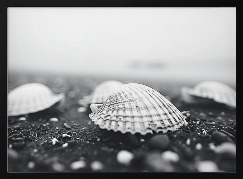 Seashell Serenity | Poster