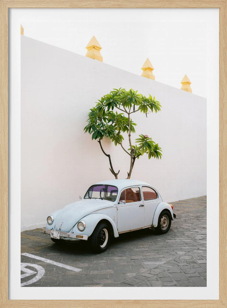 Pastellfarbener Volkswagen Käfer in den Straßen von Oaxaca, Mexiko | Poster
