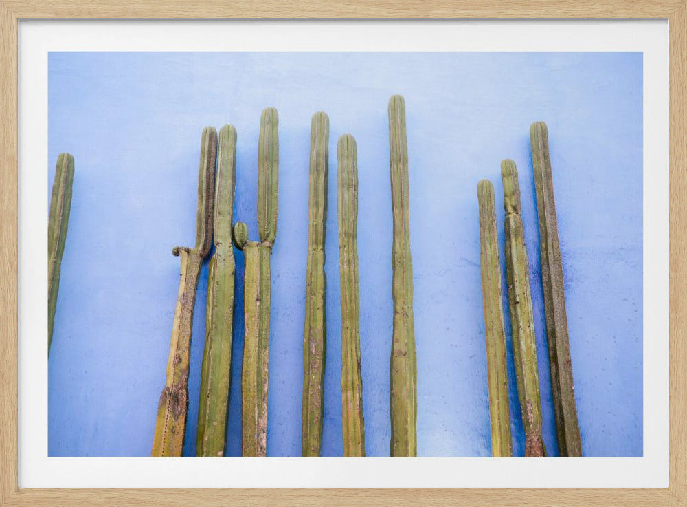 Hohe Kakteen auf Blau | Oaxaca Mexiko Reise | Poster