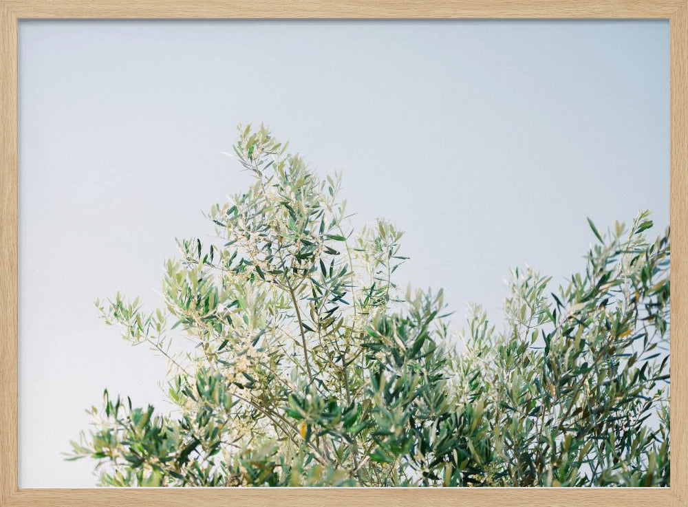Oliven in Ostuni | Italien Reisefotografie | Poster