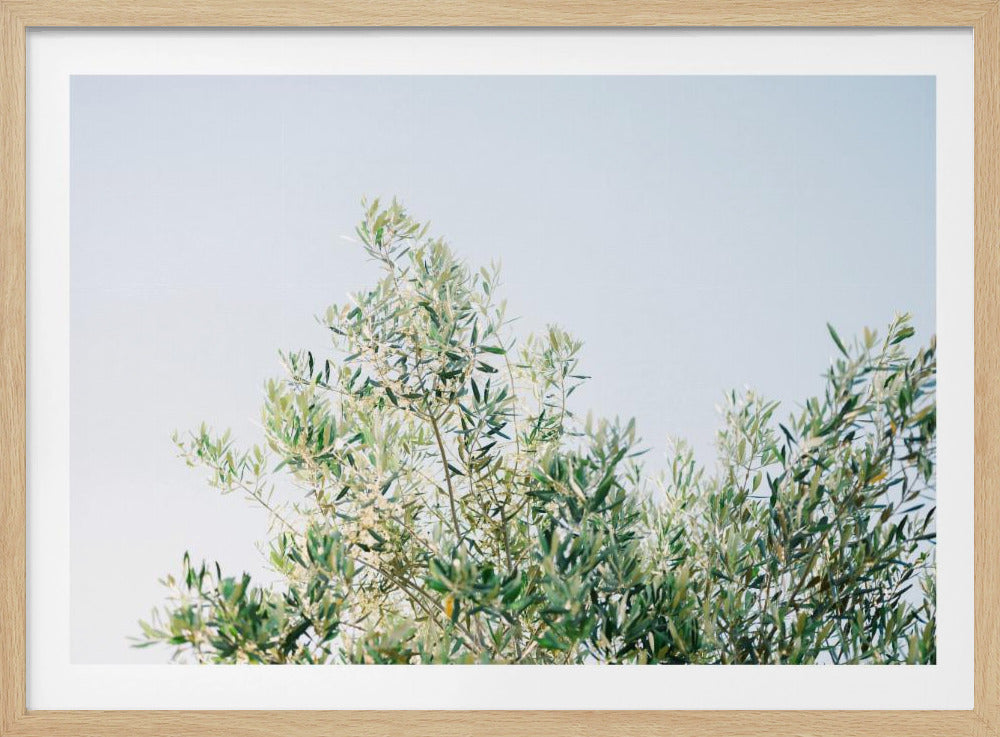 Oliven in Ostuni | Italien Reisefotografie | Poster