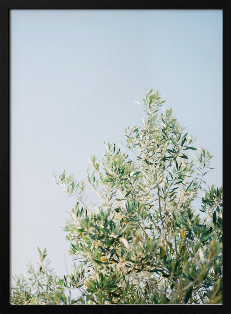 Oliven in Ostuni | Italien Reisefotografie | Poster