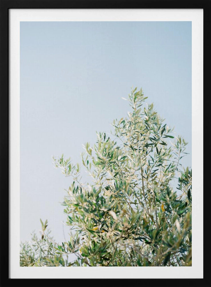 Oliven in Ostuni | Italien Reisefotografie | Poster