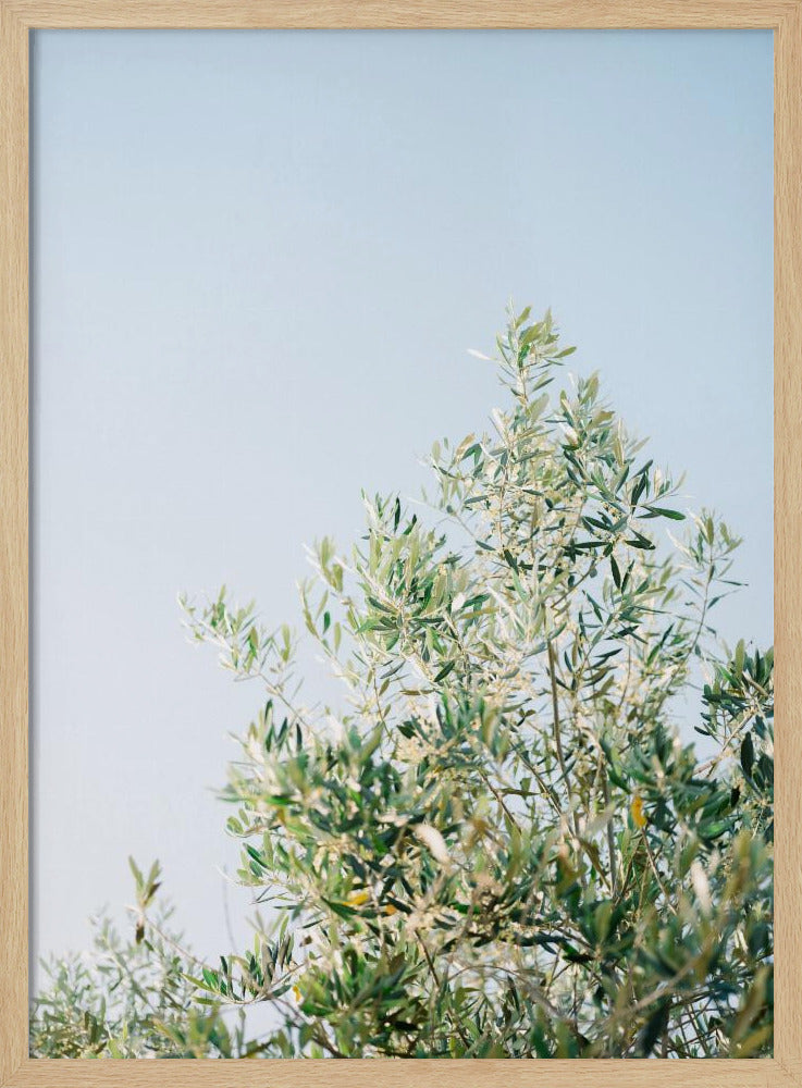 Oliven in Ostuni | Italien Reisefotografie | Poster
