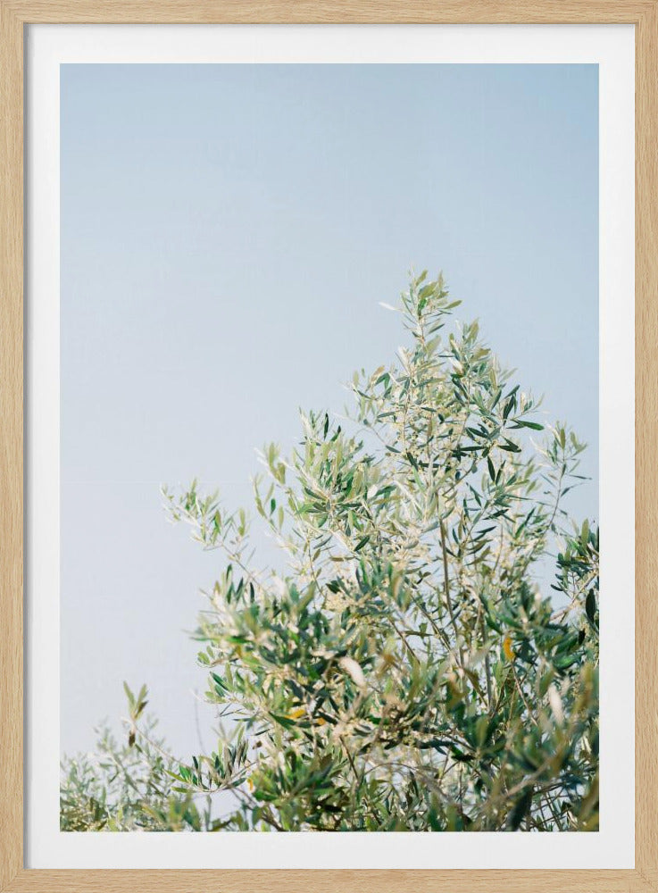 Oliven in Ostuni | Italien Reisefotografie | Poster