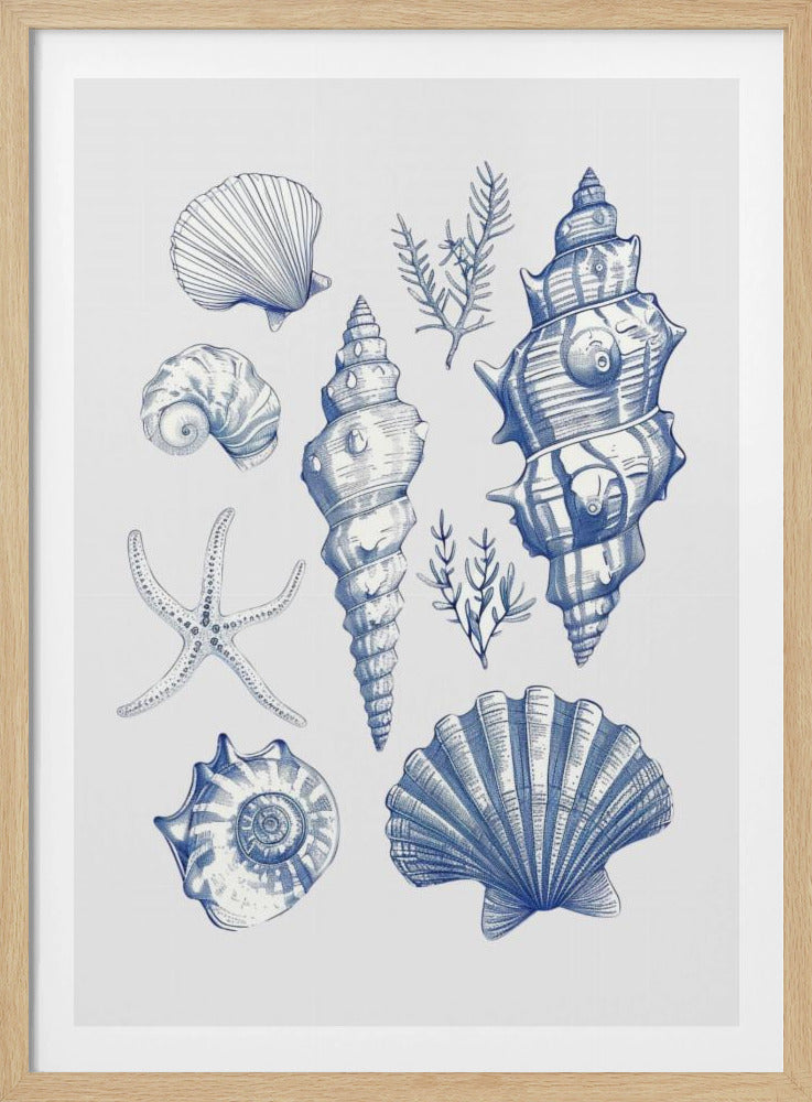 Muschelcollage | Poster