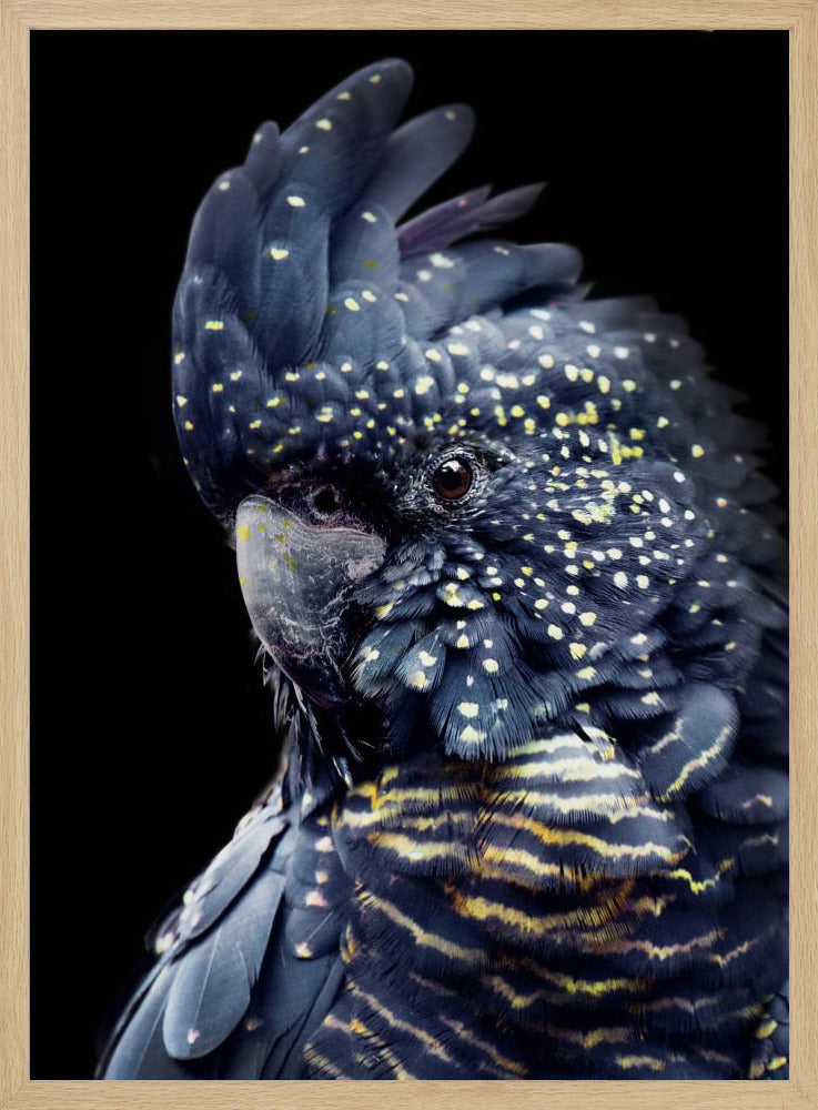 Schwarzer Kakadu2 | Poster