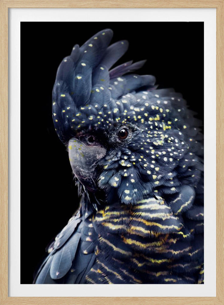 Schwarzer Kakadu2 | Poster