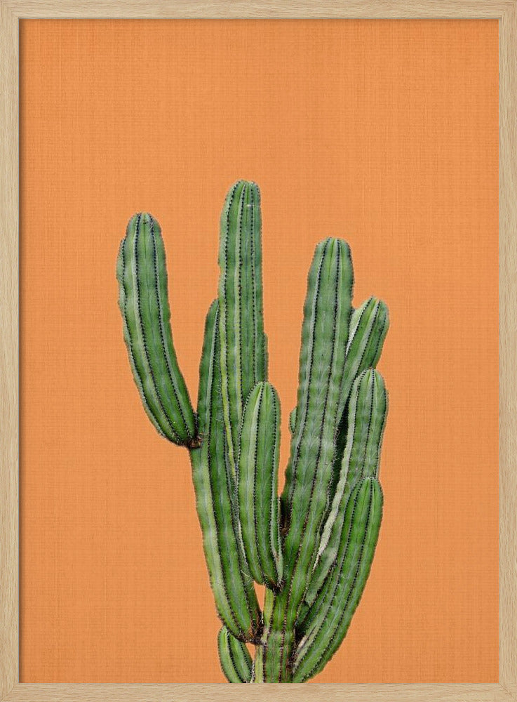 Oranger Kaktus | Poster