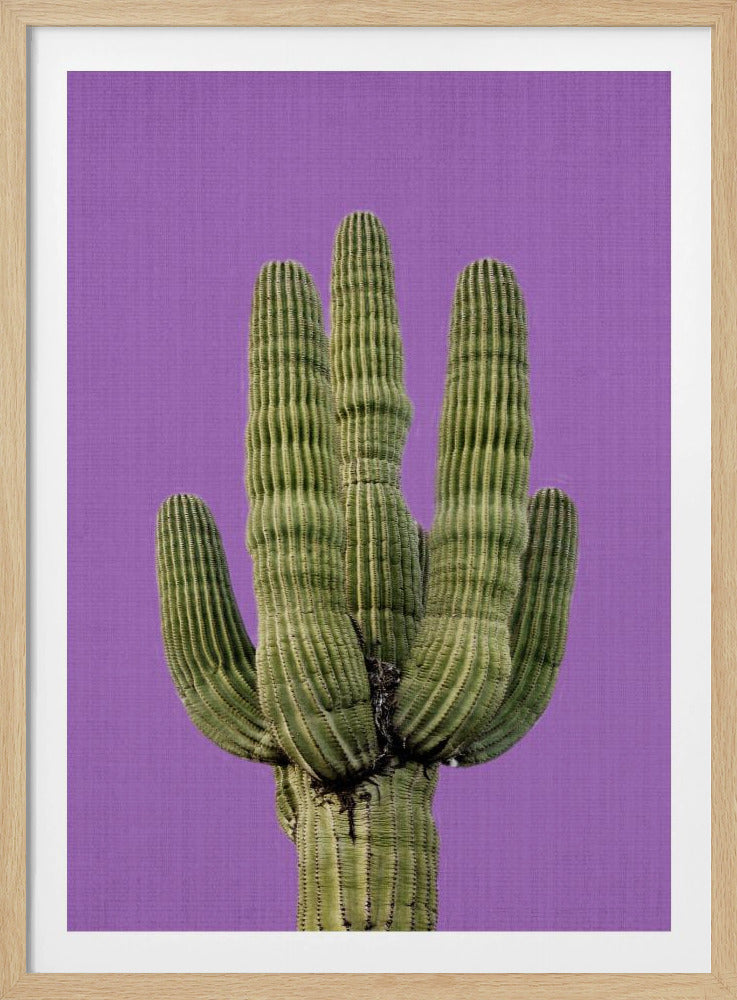 Lila Kaktus | Poster