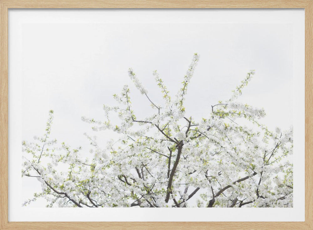 Weißer Frühlingsbaum 2 | Poster