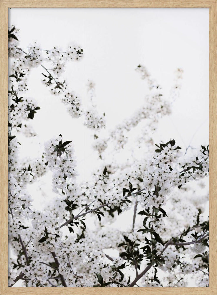 Weißer Frühlingsbaum 3 | Poster