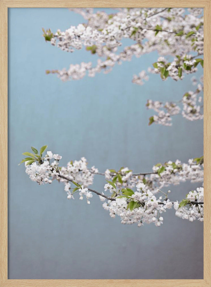 Bunter Frühling 14 | Poster