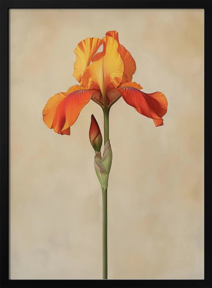 Poster Leinwand Sng Iris 34 | Poster