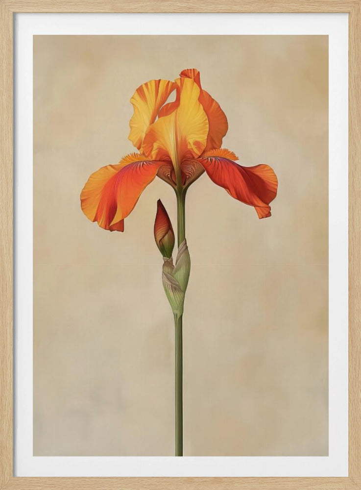 Poster Leinwand Sng Iris 34 | Poster