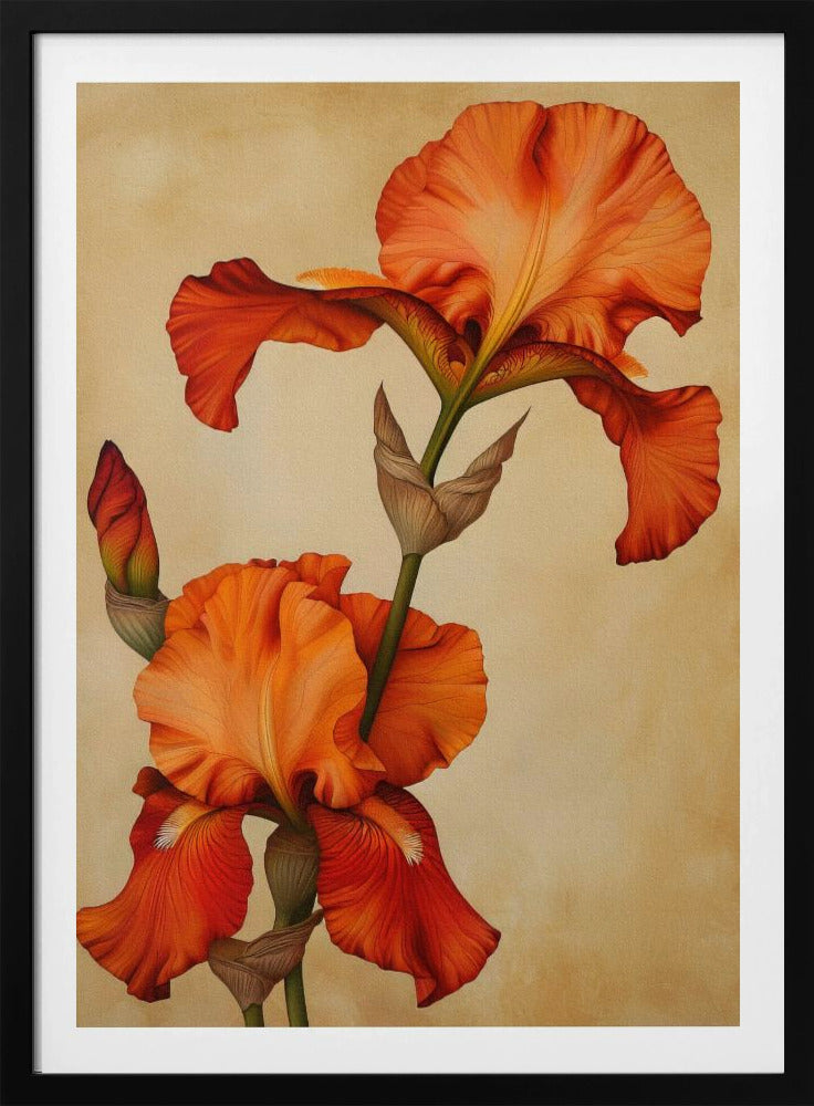 Poster Leinwand Sng Iris 36 | Poster