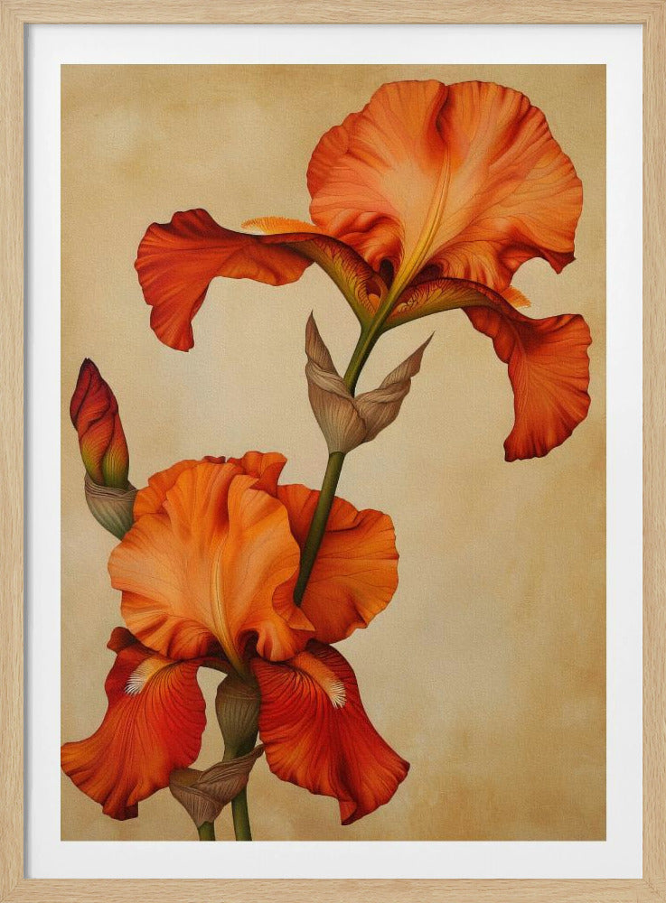 Poster Leinwand Sng Iris 36 | Poster